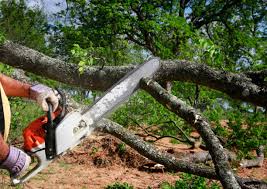 Best Tree Health Inspection  in Norco, CA