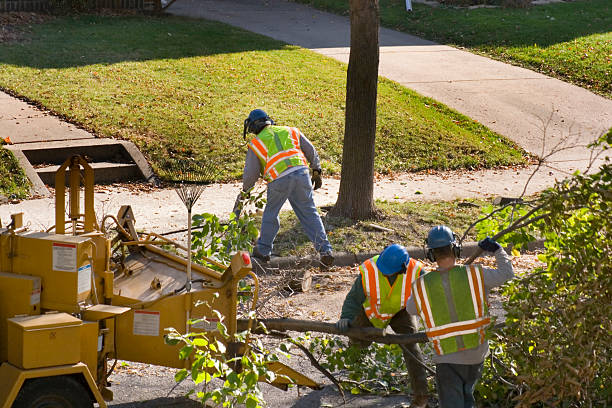  Norco, CA Tree Services Pros